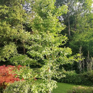 Ginkgo Baum aus einem 5...