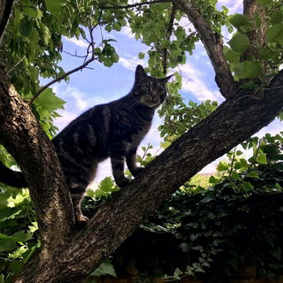 Oli auf dem Marillenbau...