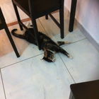 Katzen-Café in Budapes...