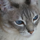 Gris-Gris