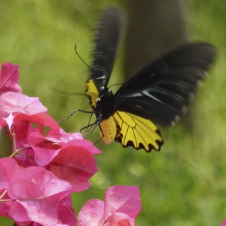 Troides oblongomaculatu...