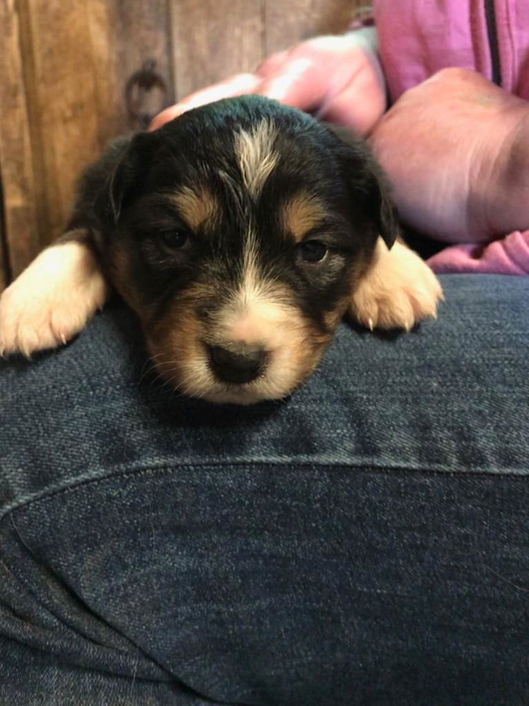 Luna, 17 Tage alt