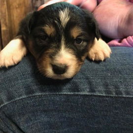 Luna, 17 Tage alt