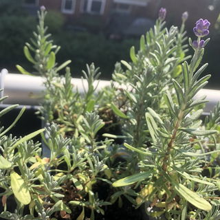 Blütezeit 💜