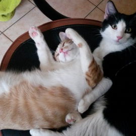 Matiz und Queeny