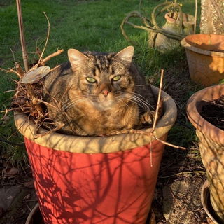 😸 Aber, aber... ich ...