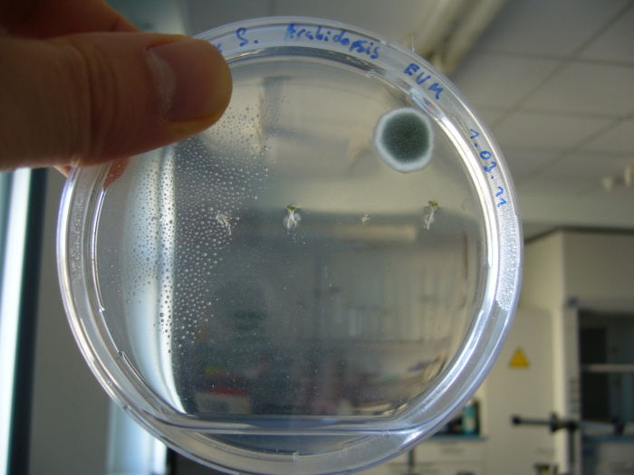 ..da auch.. und Schimmelpilzgeflecht (..irgend so n Aspergillus) auch noch oben - au weia.. - na das muss wirklich nich sein ..  Oh..  ;)