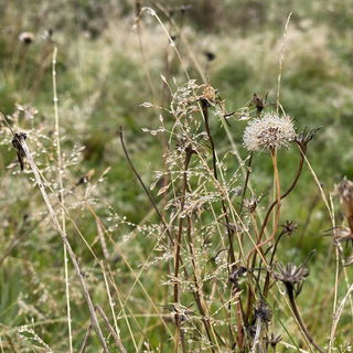 Regentropfen auf welken...