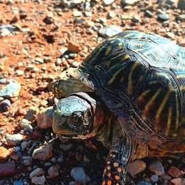 Freedom Turtle on a mor...