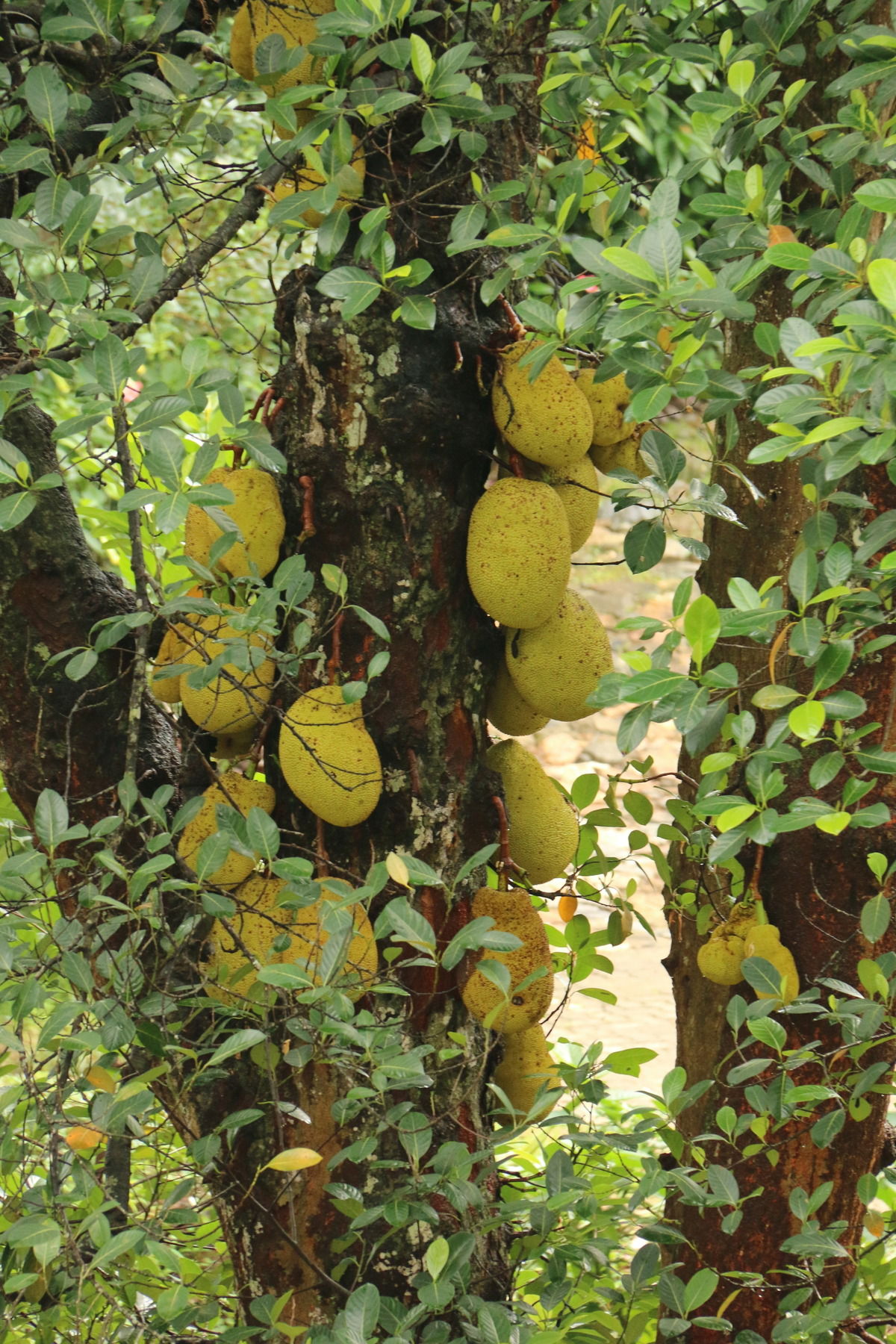 Jackfruit Baum