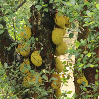 Jackfruit Baum