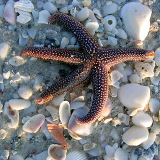 Strand in Sanibel Islan...