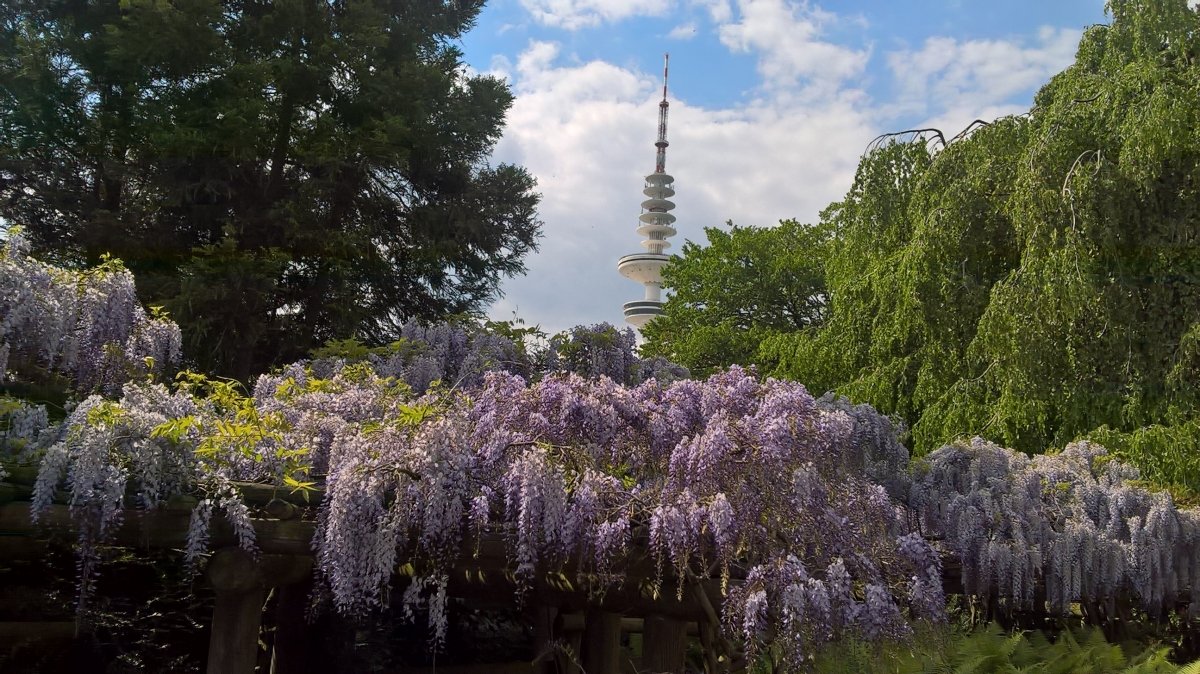 Hamburger Blauregen (Japanischer Garten)