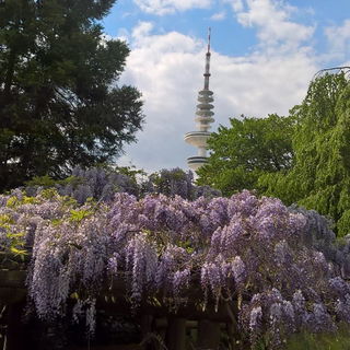 Hamburger Blauregen (Ja...