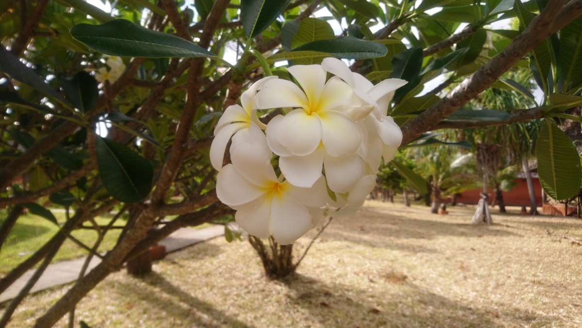 Frangipani auf Sansibar