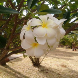 Frangipani auf Sansibar...