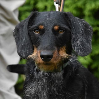 Waldmann, genannt Waldi...