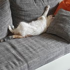 Sunny beim chillen