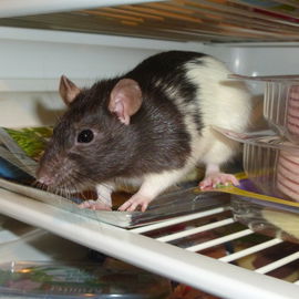 Michi