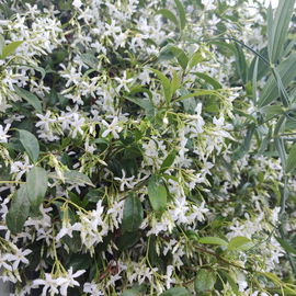 Jasmin