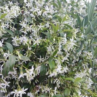 Jasmin