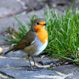 Rotkelchen im Garten......