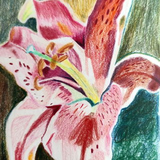 Lily, one of my favouri...