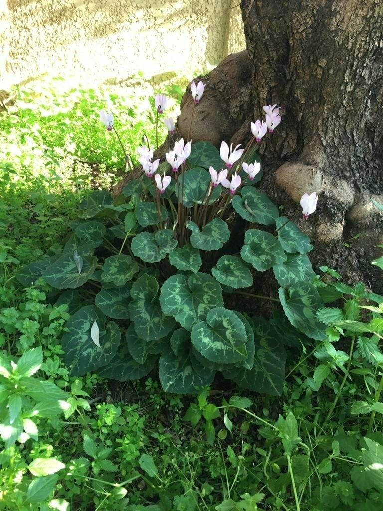 Alpenweilchen im Garten