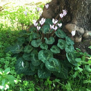 Alpenweilchen im Garten...