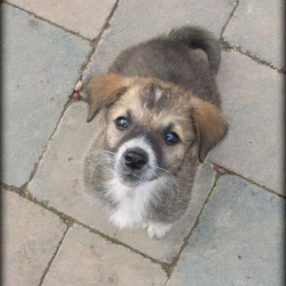 Ruby-Maus noch ganz kle...