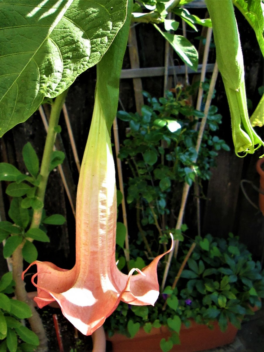 Angel's Trumpets, "Jolly" Juli 2020