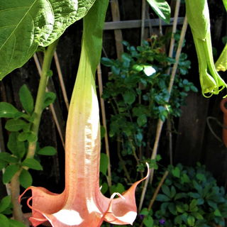 Angel's Trumpets, "Joll...