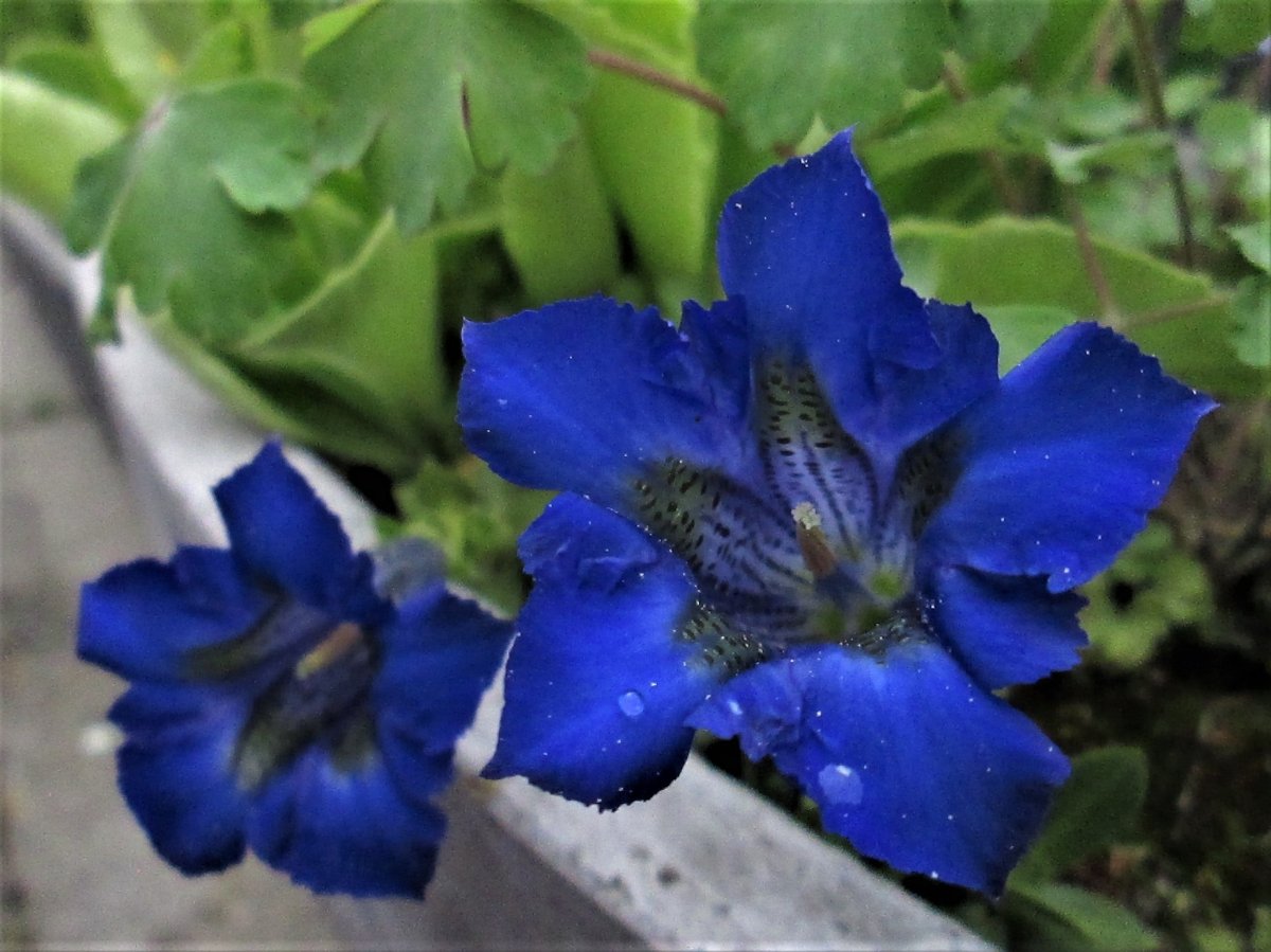 Blau, blau, blau blüht der Enzian...