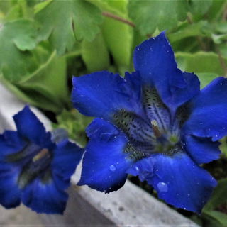 Blau, blau, blau blüht...