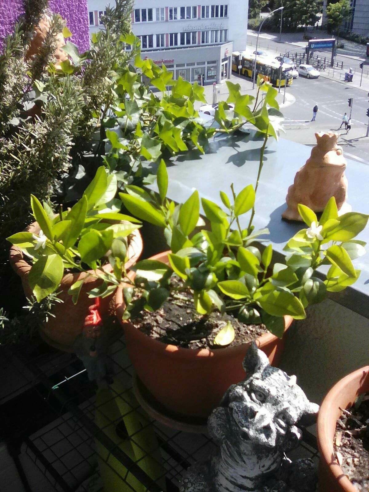 Die ersten beiden Orangenblüten der kleinen Pflanze auf meinem Balkon haben sich geöffnet und duften ganz wundervoll!