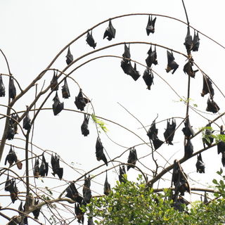 Batman's Rückkehr