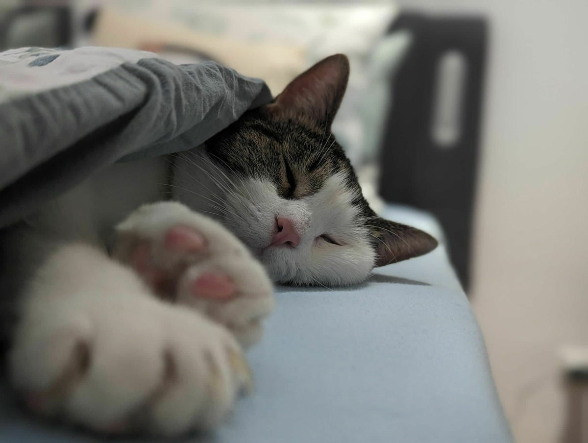 Milo2🐱
