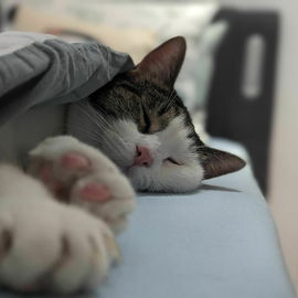 Milo2🐱