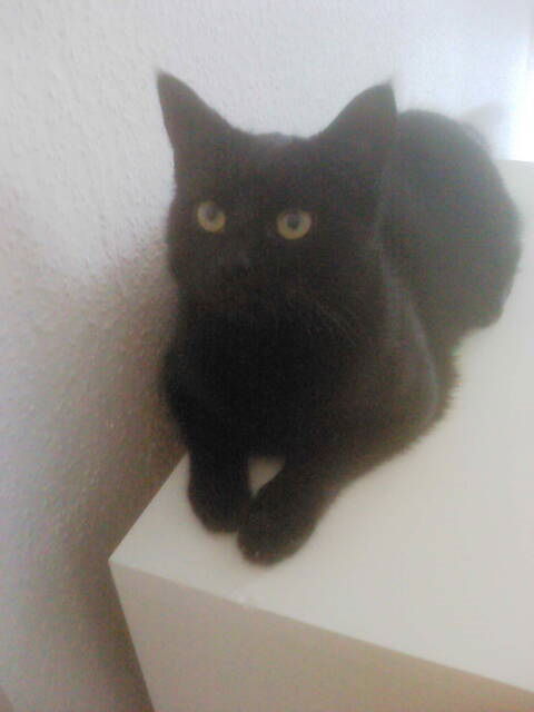 Suki