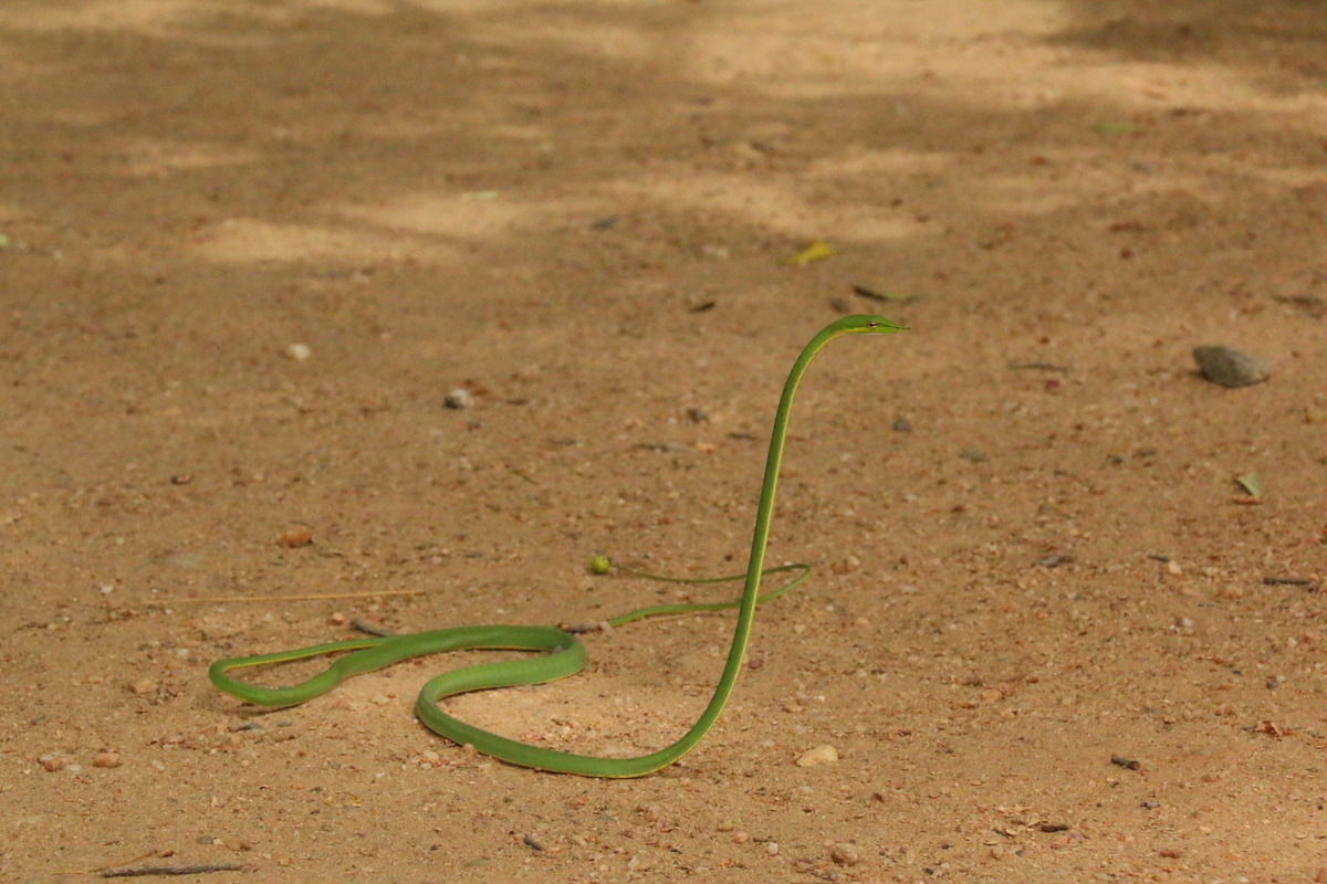 Peitschennatter - Sri Lanka