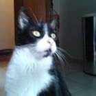 Klaus