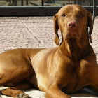 Joco in Siena