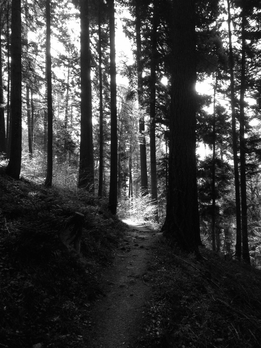 Weg (Wald von Brocéliande)