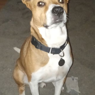 "Yes, I destroyed a bag...