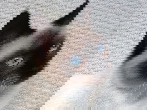 Popsie, the only transsexual cat in the universe and beyond.