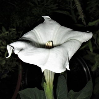 Datura, sie duftet leid...