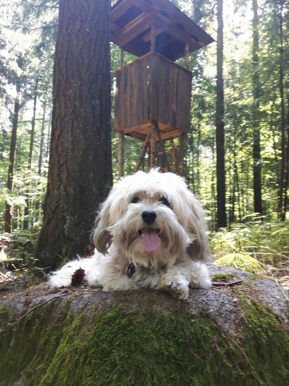 Heute Jäger jagen...