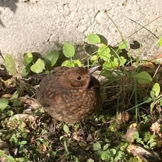 Amselkind, dieses Jahr ...