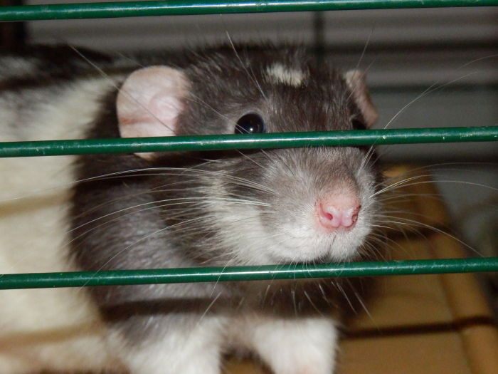 Freki, mein kuscheliges "Dickerchen"