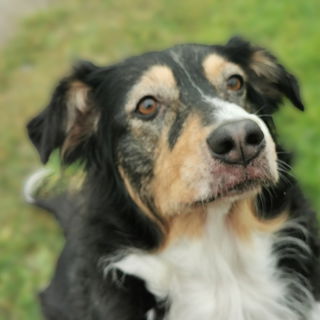 Mein Herz und meine See...